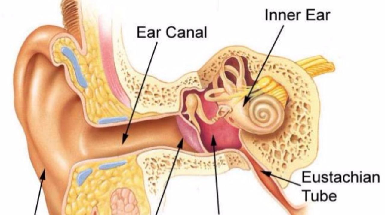 Stf echo best sale in ear